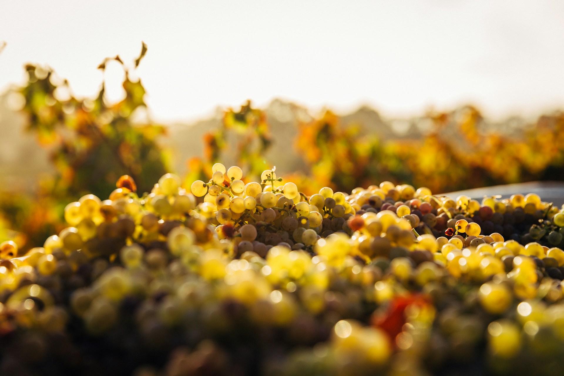 La route des vins en Patagonie - background banner